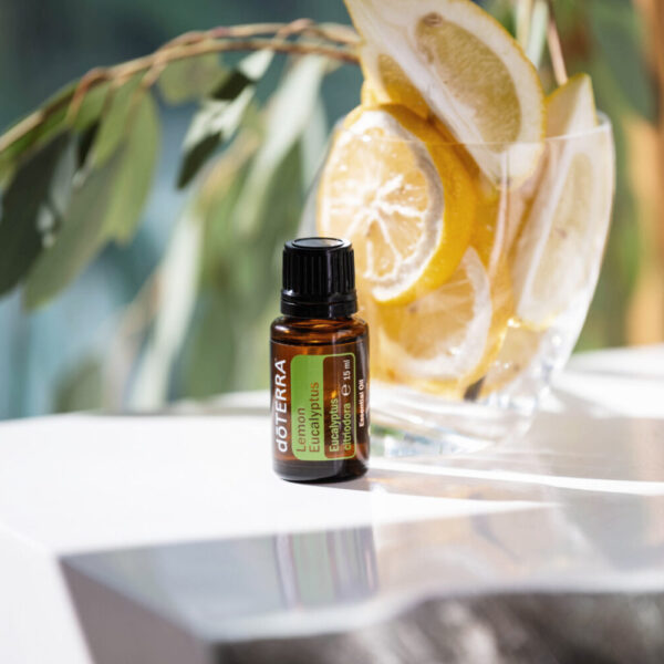 huile essentielle eucalyptus citronné – anti-douleur, insectes, respiration