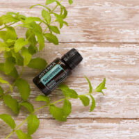 huile essentielle menthe verte – digestion, haleine fraîche et mental clair