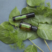 huile essentielle tea tree – immunité et purification